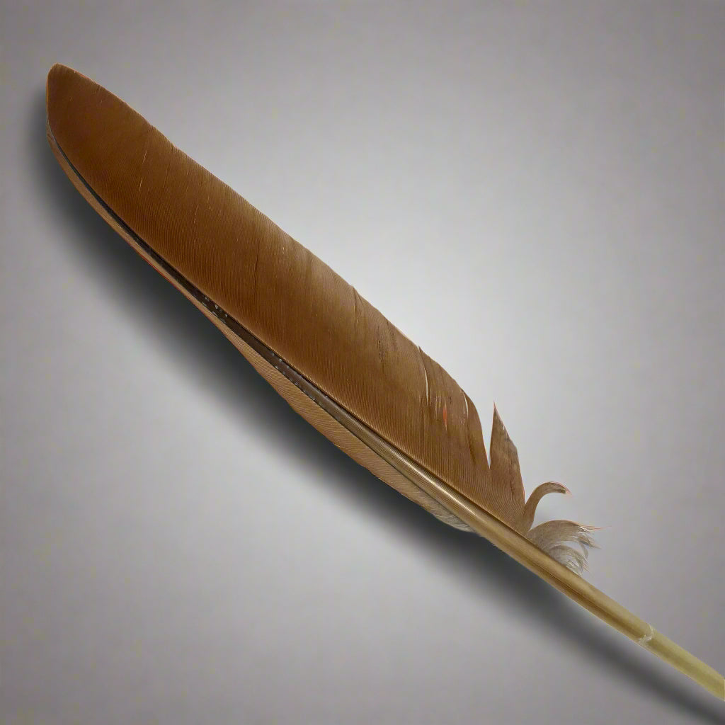 Peacock Wing Spike Feather